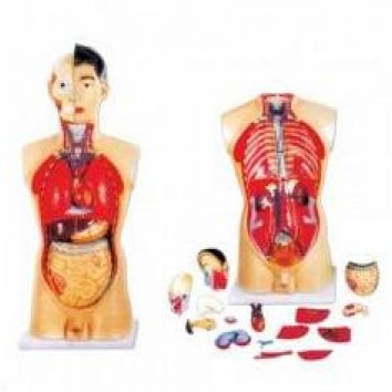 MODEL OF HUMAN TORSO MALE 85CMS WITH HARD ORGANS (18 PARTS)